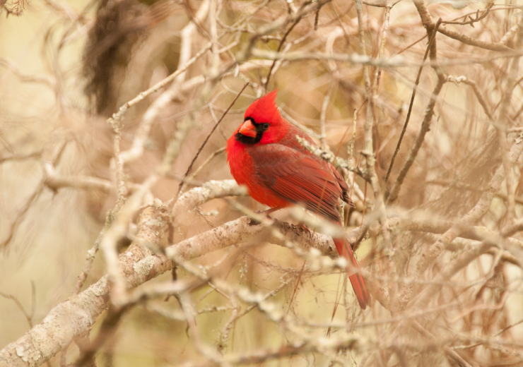 How Long Do Cardinals Live? Cardinal Lifespan in the Wild & Captivity
