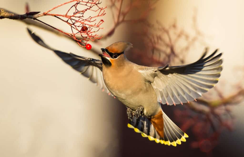 Cedar Waxwing Migration: Where Do Waxwings Go in Winter?