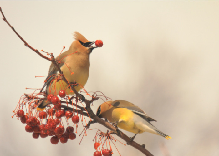 What Do Cedar Waxwings Eat? Complete Diet Guide by Season