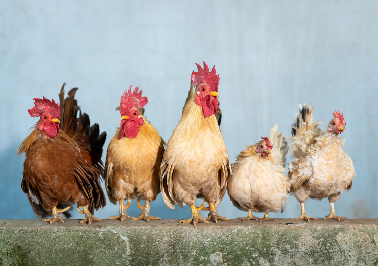 Are Chickens Birds? The Scientificb Explained