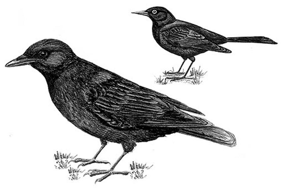 Grackle vs Crow: Key Differences and How to Tell Them Apart
