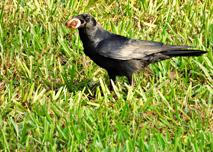 Do Crows Eat Other Birds and Eggs? What American Crows Really Eat
