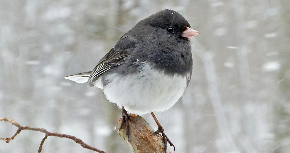All About Dark-eyed Juncos