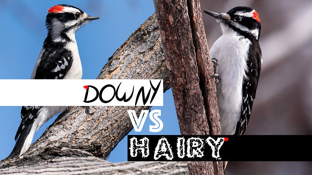 Downy vs Hairy Woodpecker: The Fastest Way to Tell Them Apart