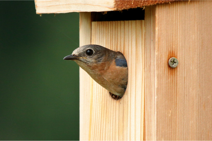 Eastern Bluebird Nesting Box Plans & Installation Guide