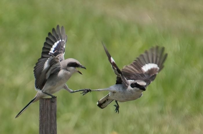 20 Gray Colored Birds That You Might See (And How to Identify Them)