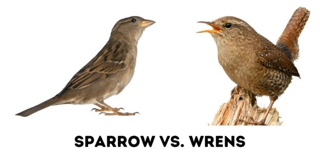 House Sparrow Vs. Carolina Wren: A Comparative Study Of Two Beloved Ba ...