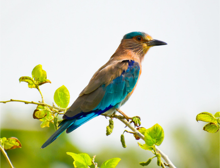 How to Identify Bird Species: A 6-Step Framework for Beginners