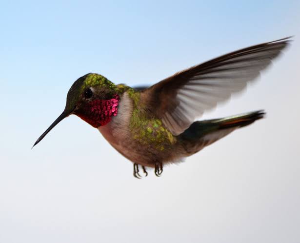 2026 Complete Guide to Hummingbird Migration: Maps and Route Details