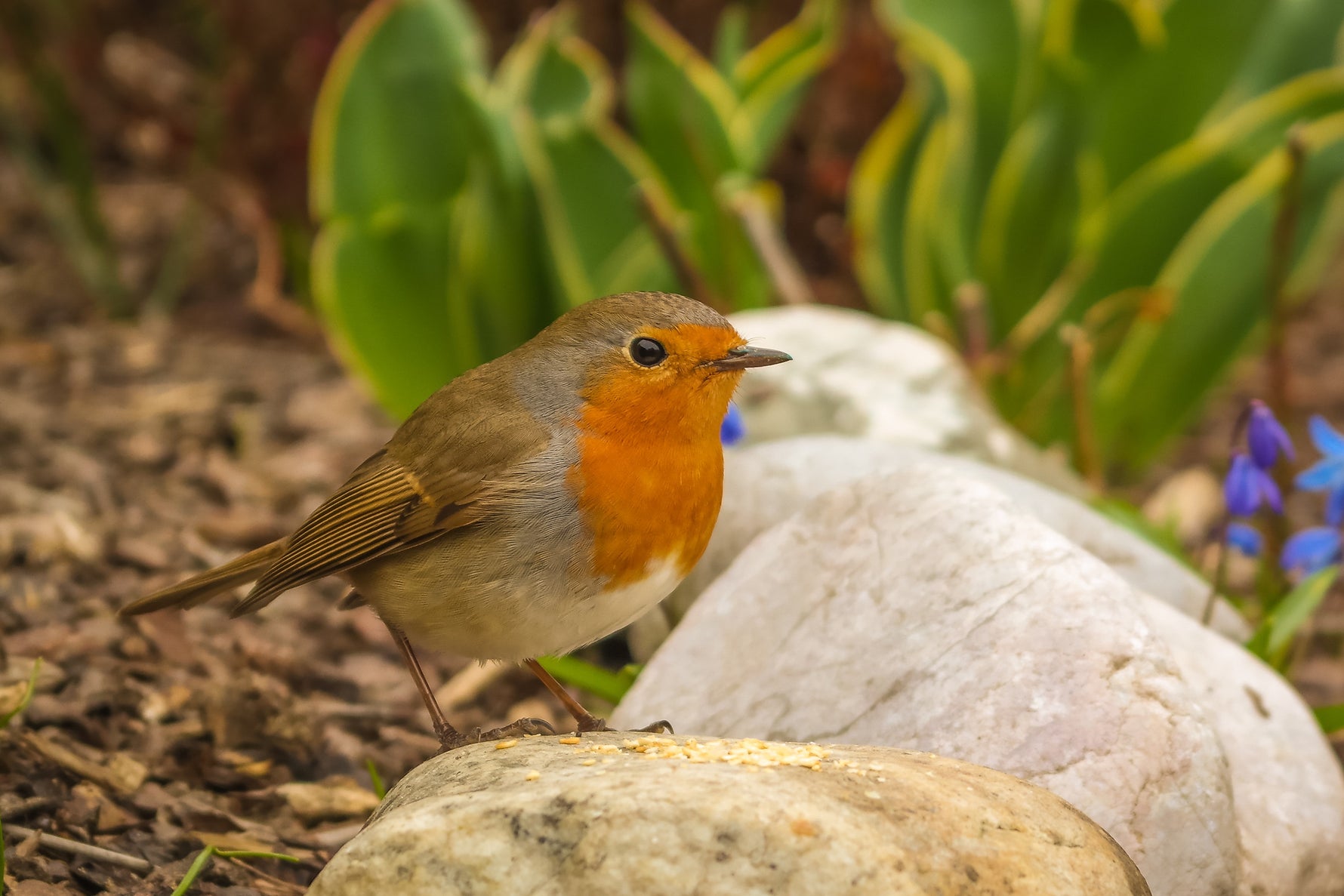 Birding In North America: Enhancing Identification Skills Through Behavior