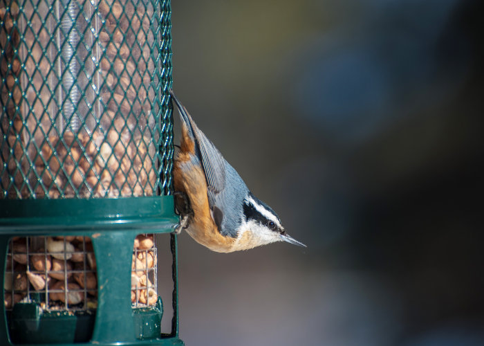 The Ultimate Guide to Nuthatch Bird Feeders: Suet and Placement Tips
