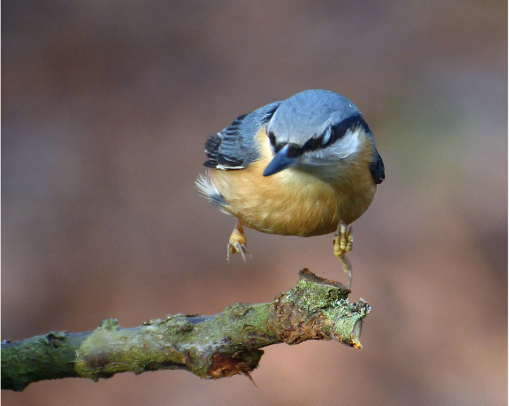 Do Nuthatches Migrate? Irruptions, Timing & Backyard Tips