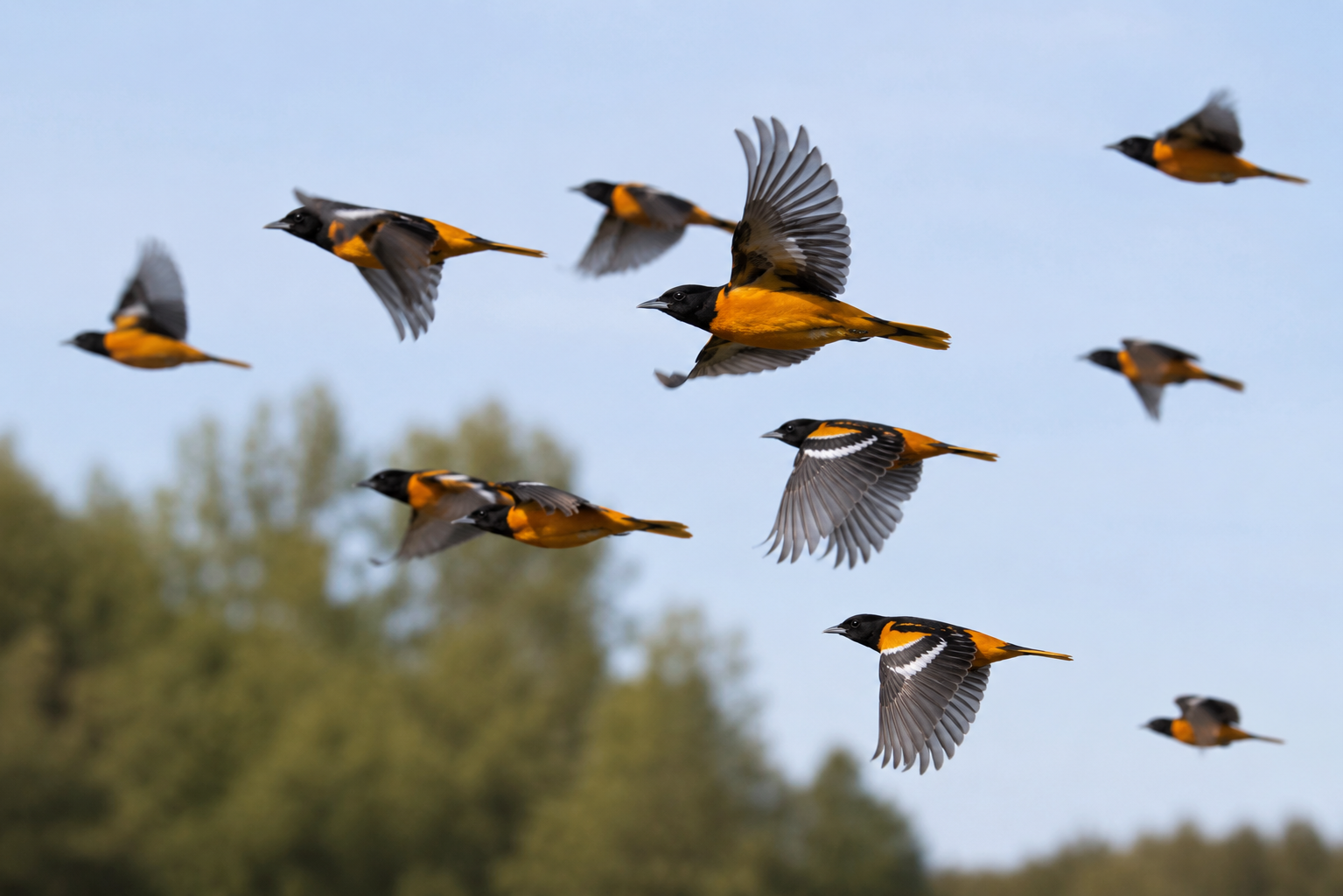 Oriole Migration Map 2026: Track Baltimore Orioles’ Journey