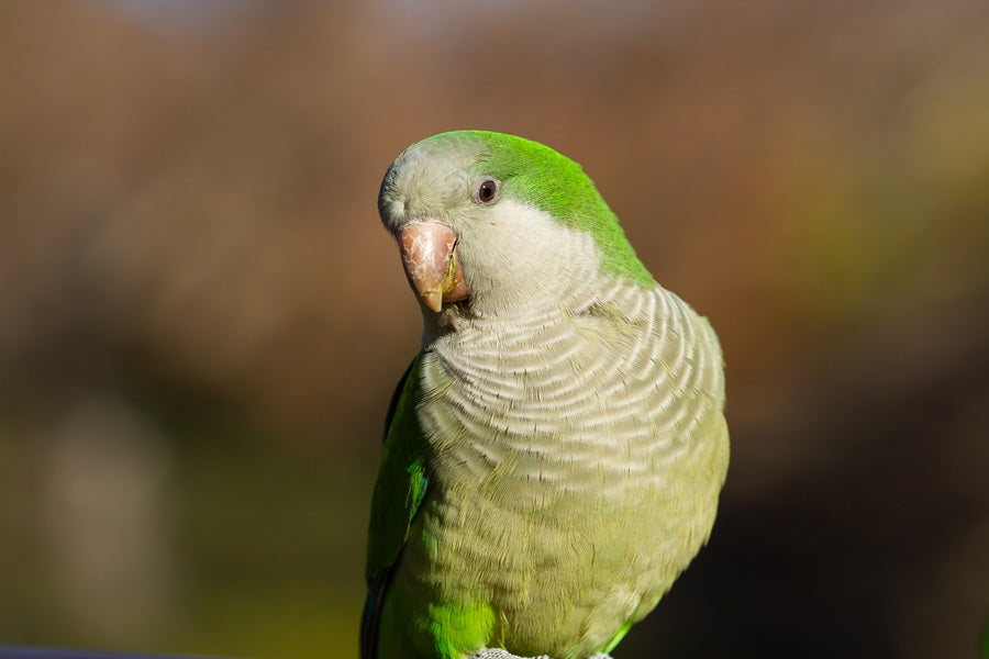 Beginning Parrots How To Care For Parrots | A Beginner’s Guide To Pet Birds – Birdfy