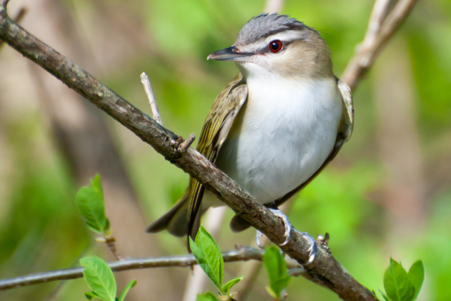 Red-Eyed Vireo Spiritual Meaning: What Their Appearance Reveals About ...