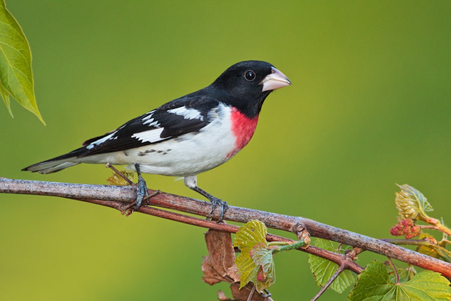 Rose-Breasted Grosbeak Bird Introduction: A Colorful Gem of North America