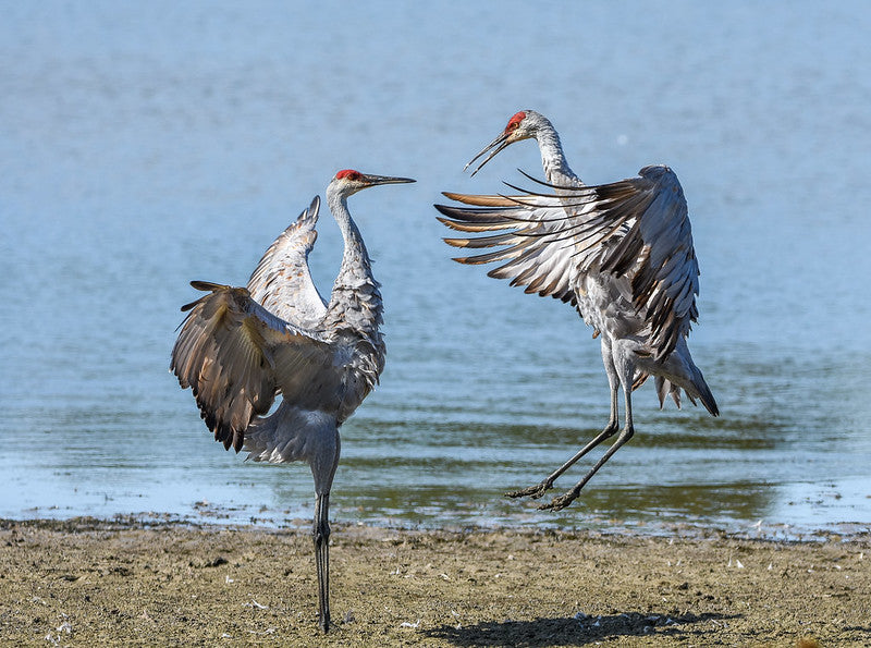 Do Sandhill Cranes Mate for Life? The Truth About These Loyal Birds