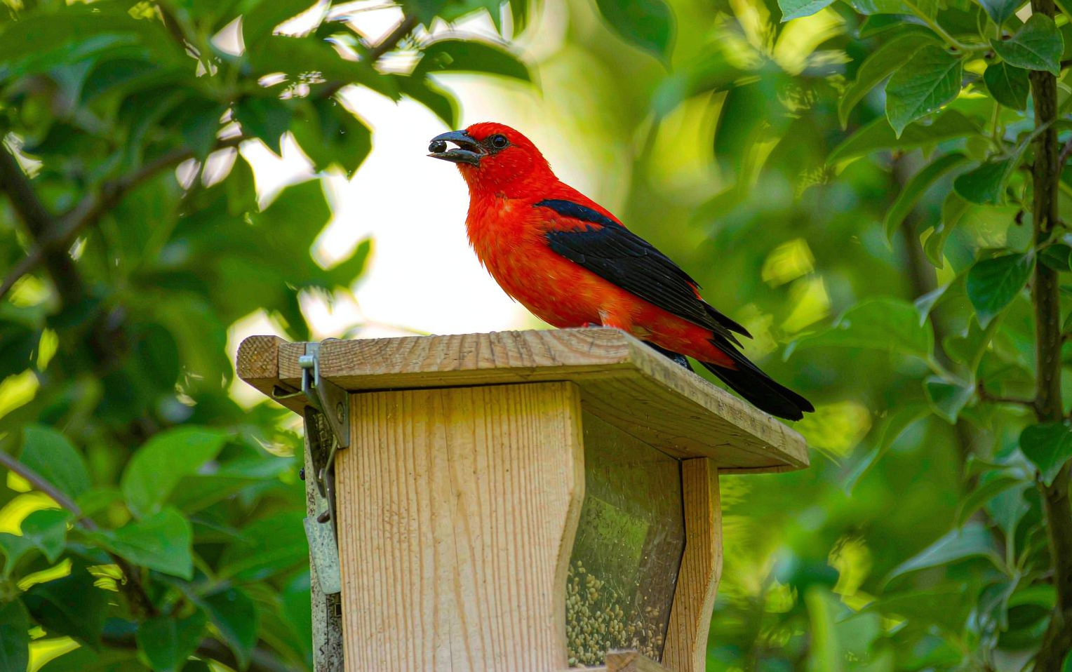 What Do Scarlet Tanagers Eat? Insects, Berries & Tips to Attract Them