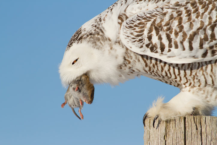 What Do Snowy Owls Eat? Lemmings, Prey & Hunting Habits Explained