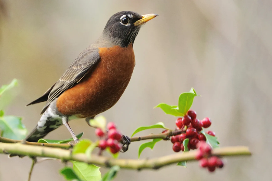 American Robin Spiritual Meaning: Hope, Renewal & Transformation