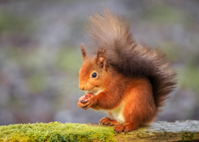 Do Squirrels Eat Birds and Eggs? What Birdwatchers Need to Know