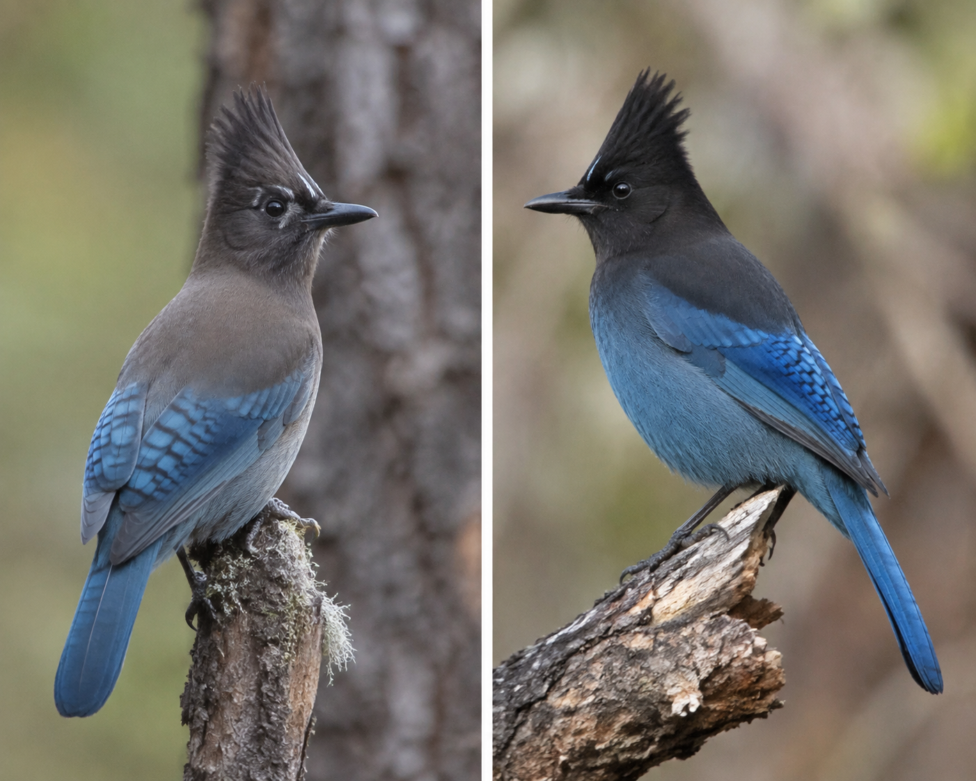 Steller's Jay Female vs Male: How to Tell Them Apart