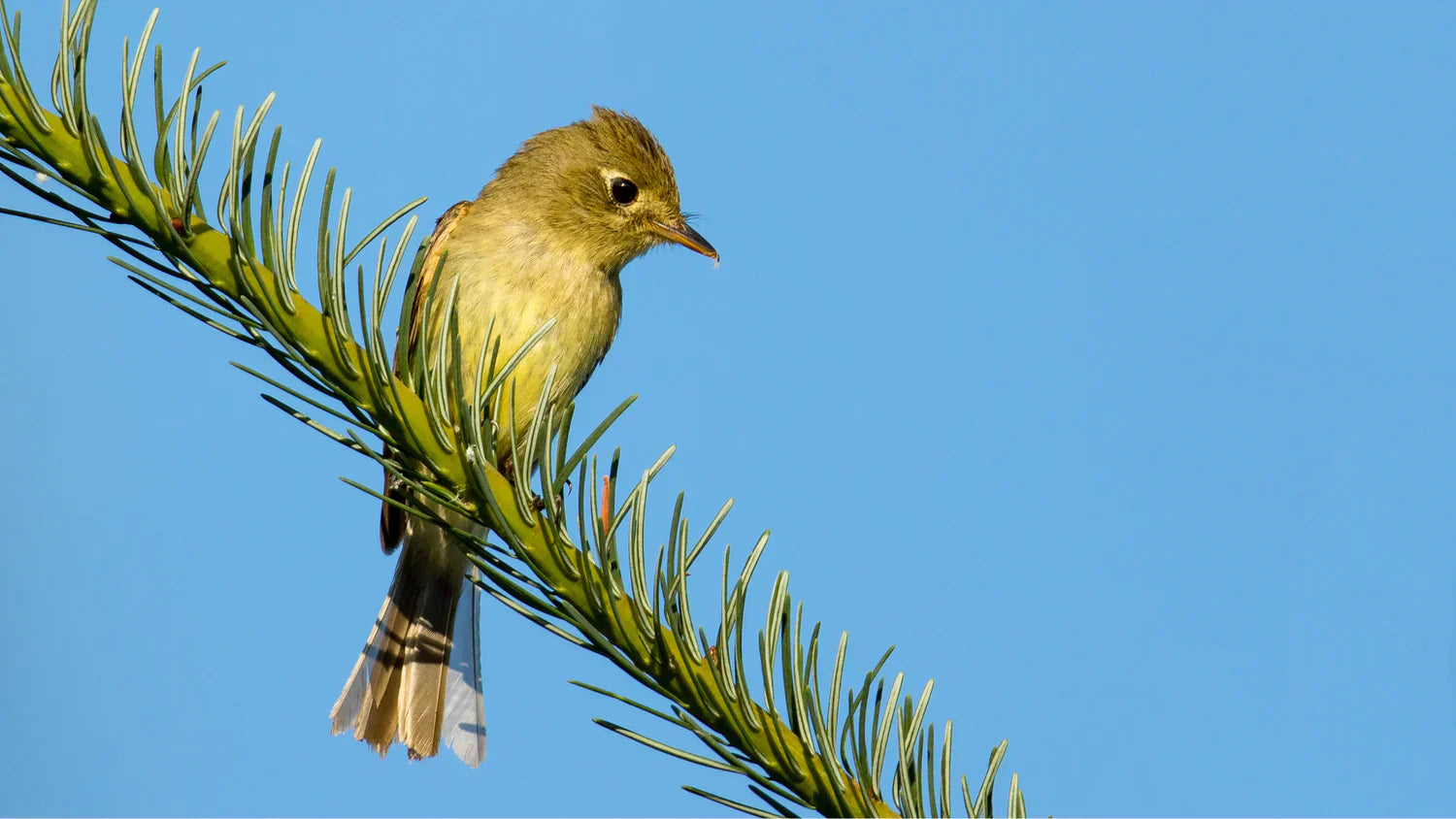 Western Flycatcher Bird: Complete Guide to ID, Habitat & Migration