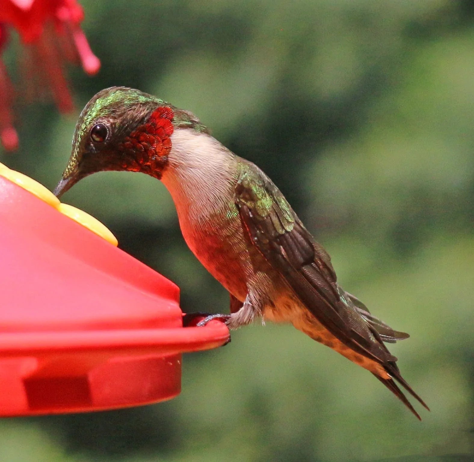 The Evolution of Anna's Hummingbirds: A Study on Beak Adaptation in Response to Backyard Feeders
