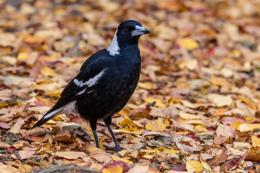 Magpies Are Smarter Than You May Think