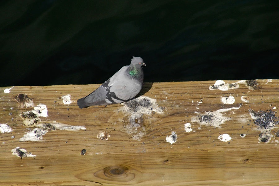 How to Clean Bird Poop Off Any Surface (The Right Way)