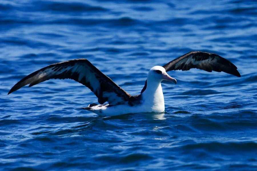 Gary Herritz: Travel with Birdfy BLOG 6 August 2025 - Pelagic Birding On The Pacific