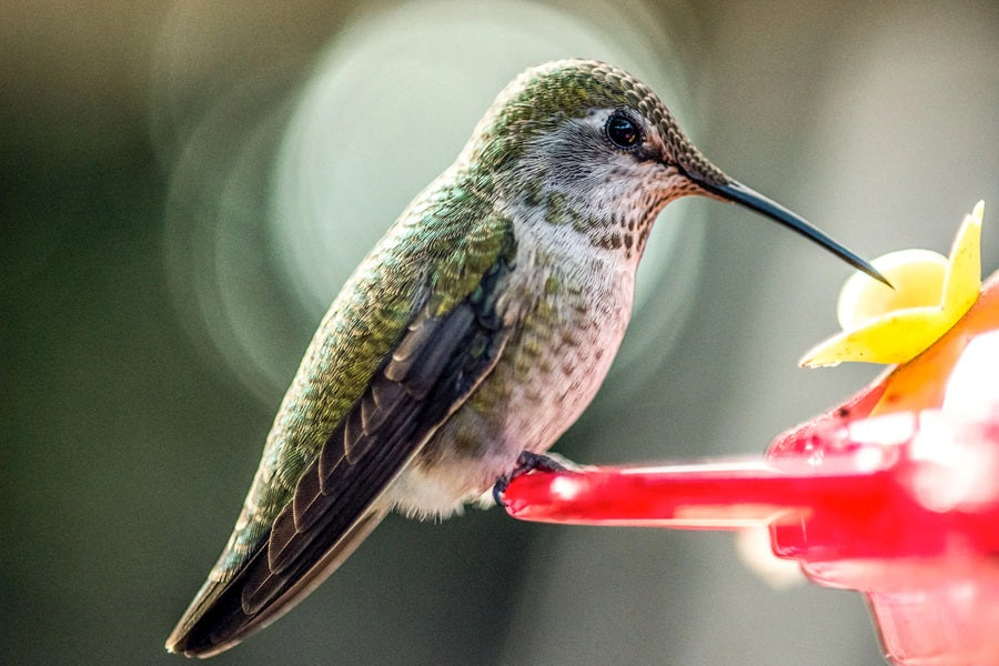 How To Pick Up The Best Sugar For Hummingbirds: The Right Sugar And The Right Ratio