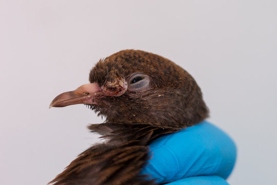 Guide to Avian Pox in Backyard Birds: How to Identify and Control It
