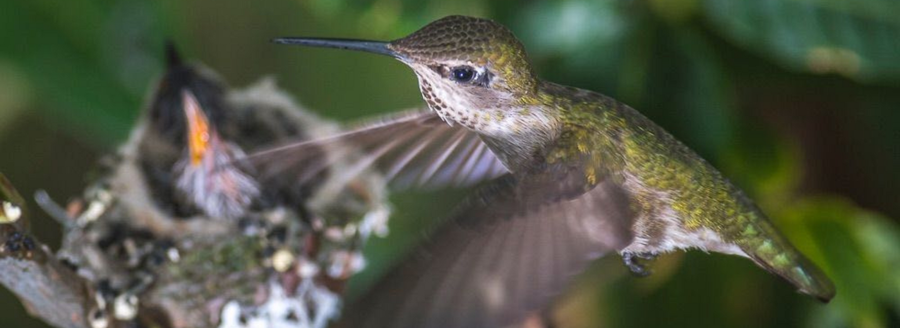 Hummingbird