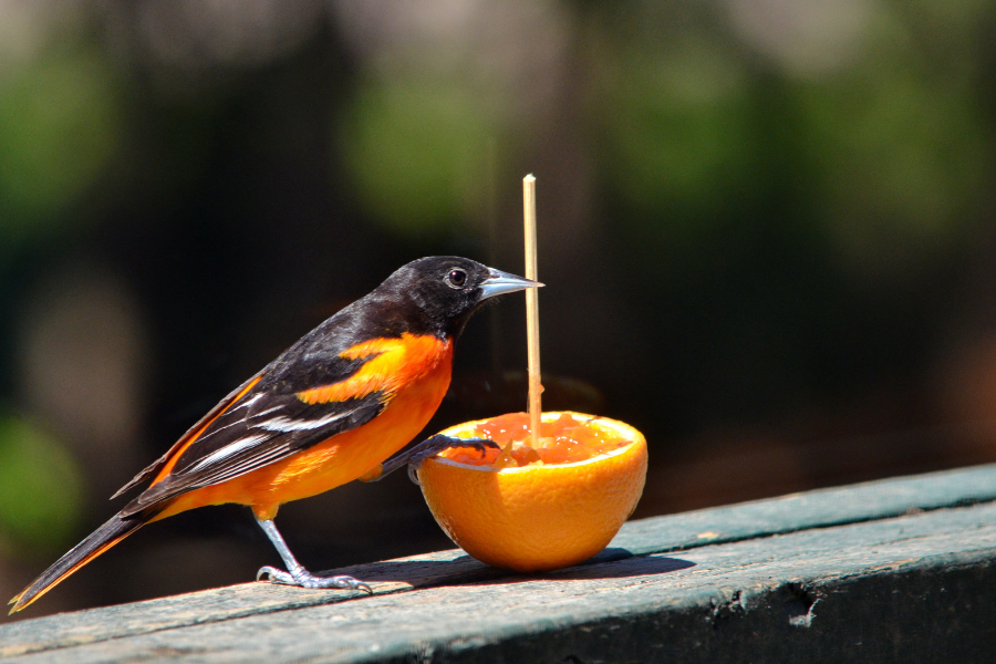 Baltimore Oriole Bird Feeder: The Ultimate Guide To Attracting Orioles To Your Backyard