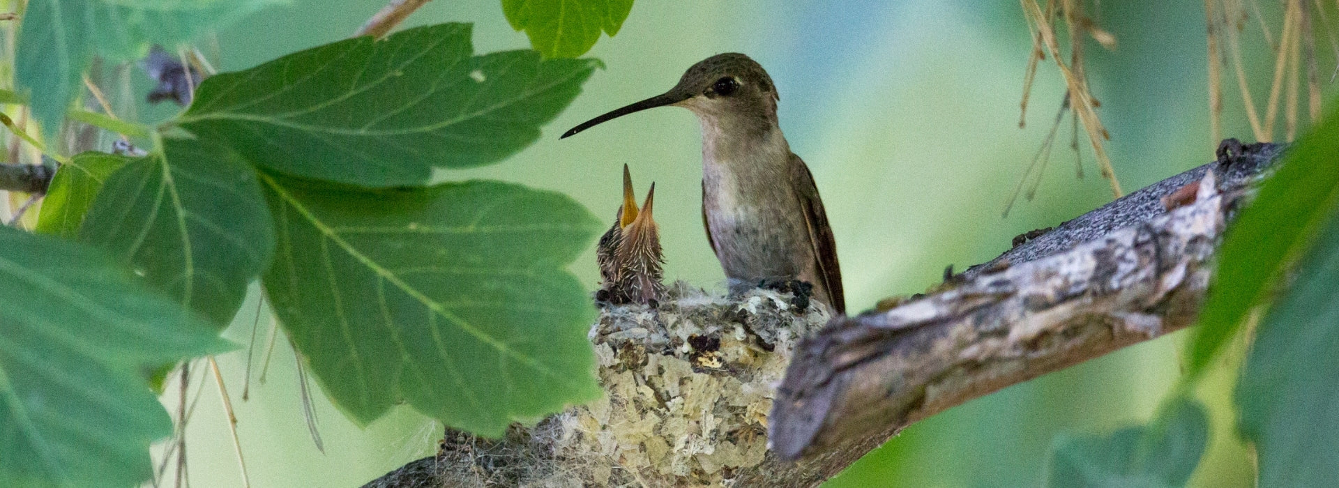 Mother Hummingbirds Protect their Young