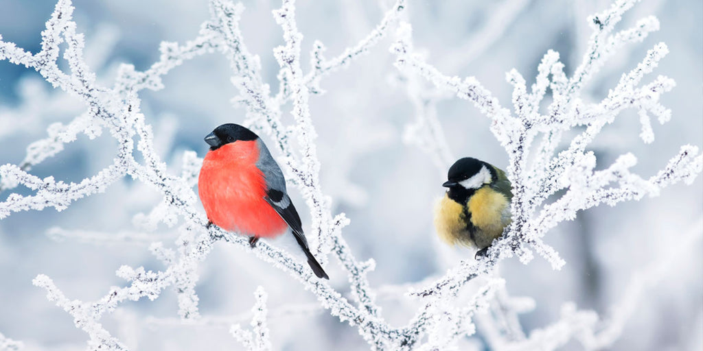 birds in winter