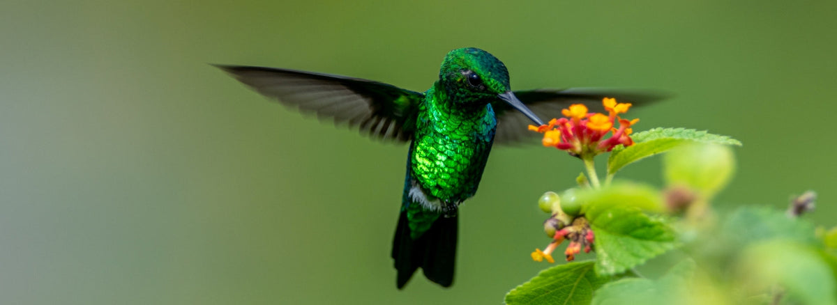 Hummingbird Marvel