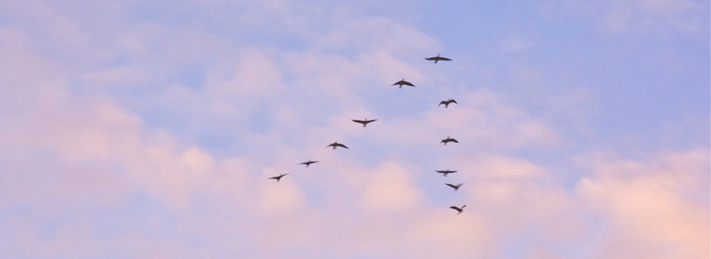 Birds Spring Migration