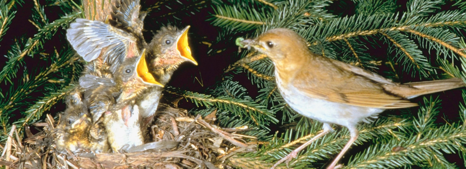 Birds Nurture