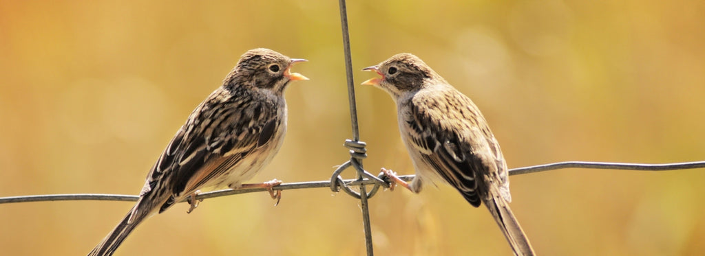 Seasonal and Environmental Influences on Birds Courtship 