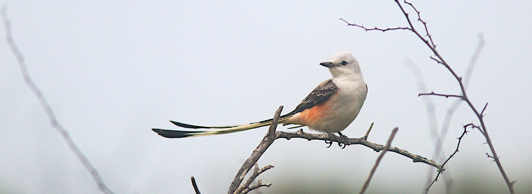 Birds of Texas