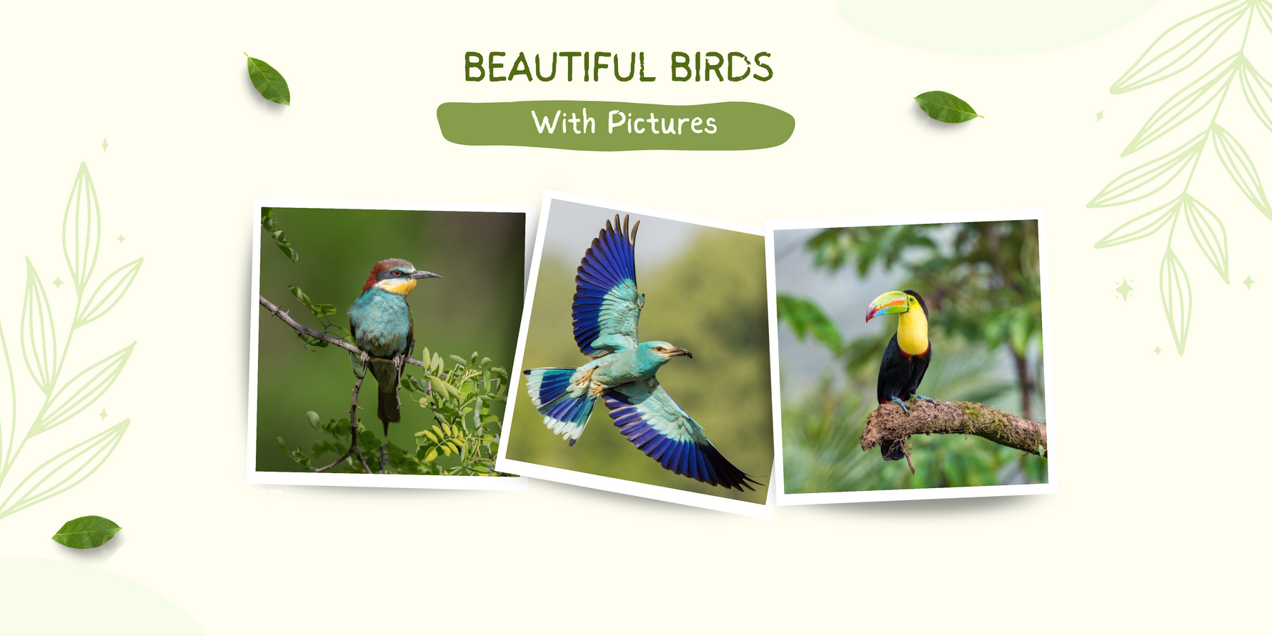 beautiful birds