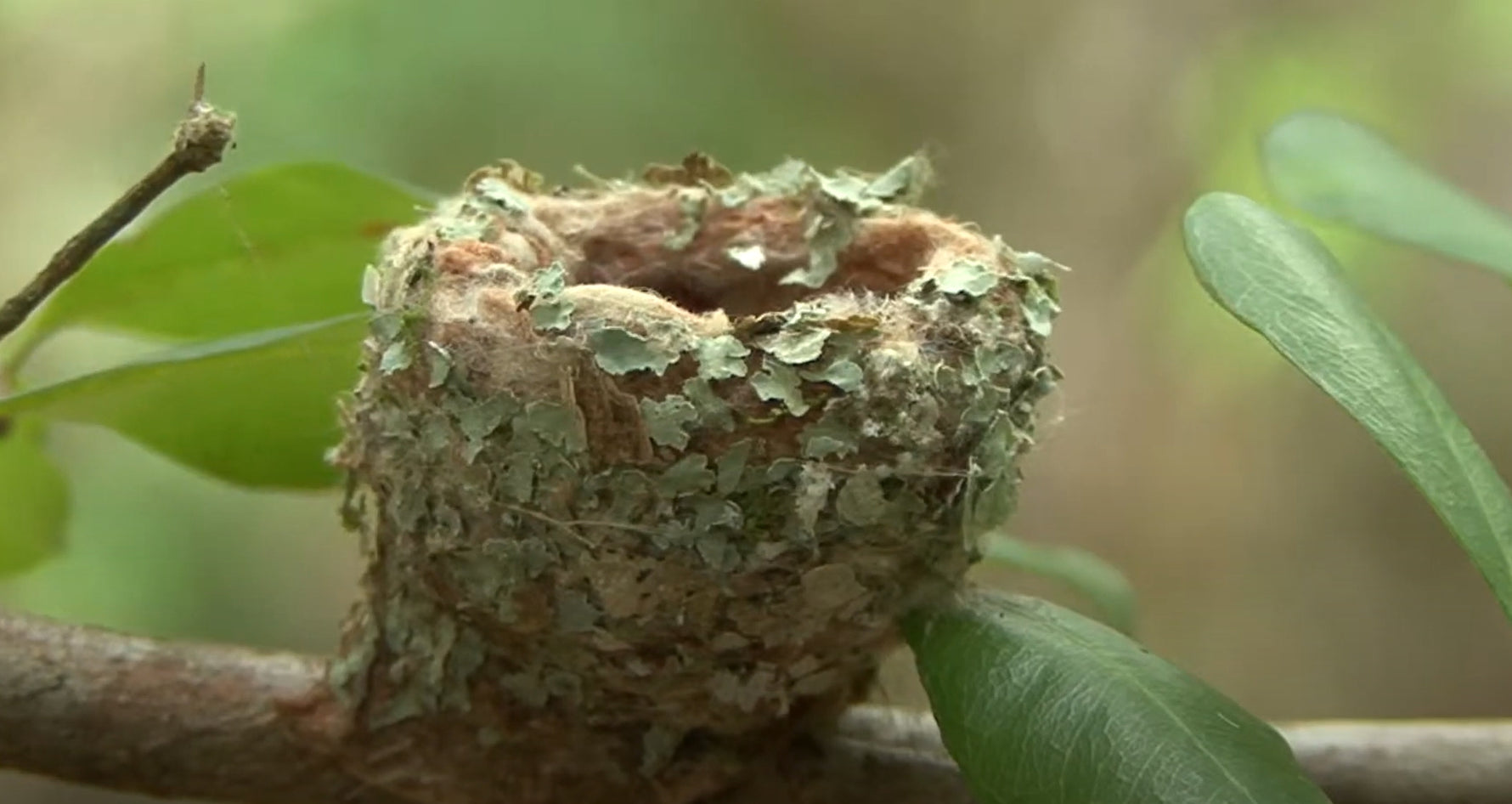 Discovering the World's Smallest Bird Nest