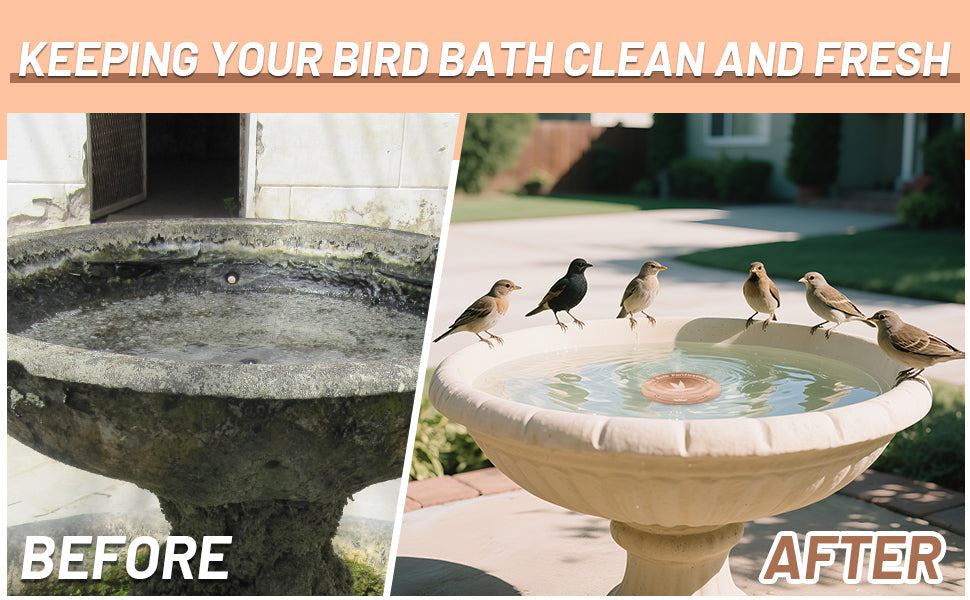 How to Clean a Bird Bath in 5 Easy Steps (No Harsh Chemicals!)