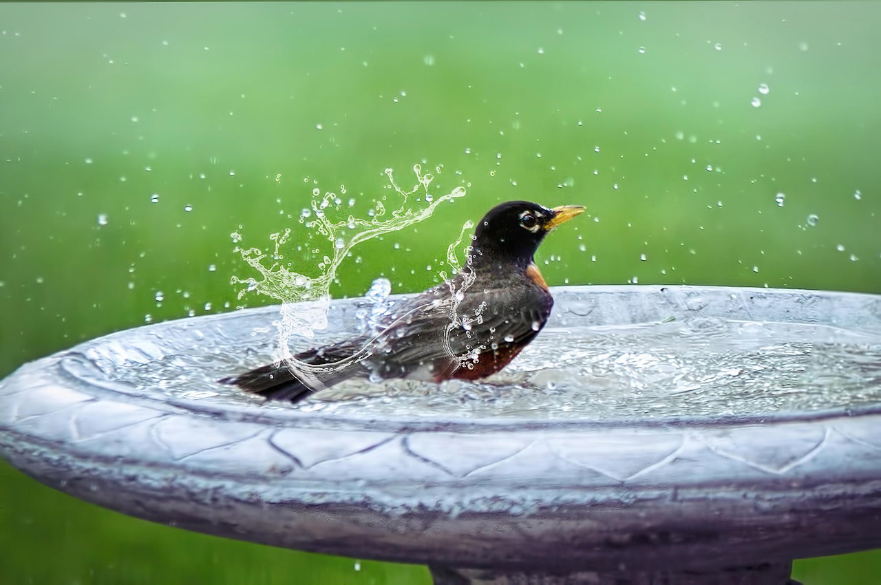 How the Birdfy Bath Boosts Wellbeing: For Birds and People