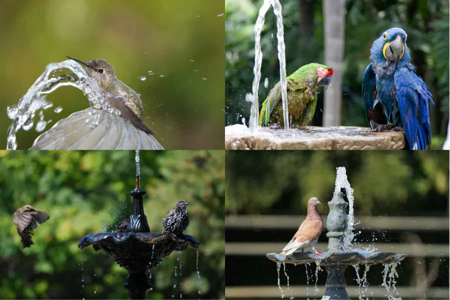 bird bath fountain