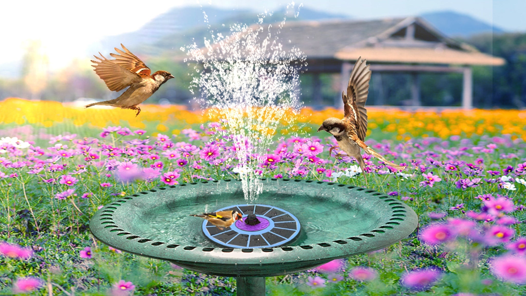 Summer Bird Baths: Why They're Essential for Hot Weather & Bird Health
