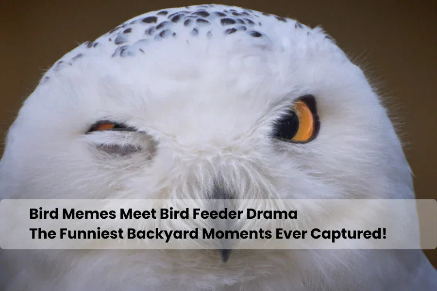 funny bird memes