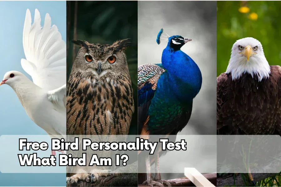 Free Bird Personality Test: Discover What Bird You Are – Birdfy